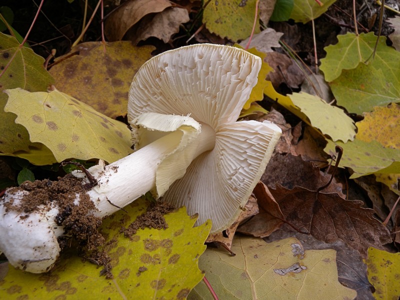 Per chi si vuol divertire!